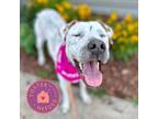 Adopt Journey a White Mixed Breed (Large) / Mixed dog in Oklahoma City