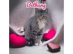 Adopt Bethany a Domestic Short Hair