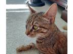 Adopt MAGGIE a Domestic Shorthair cat in Calimesa, CA (38465494)