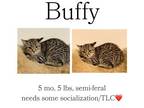 Adopt Buffy a Domestic Short Hair