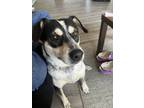Adopt Peachy a Brown/Chocolate - with White Australian Cattle Dog / Mixed dog in