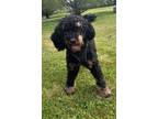 Adopt Madden a Black Poodle (Standard) / Bernese Mountain Dog / Mixed dog in