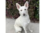 Adopt Luna a German Shepherd Dog