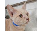 Adopt Blaze - Working Cat a Orange or Red Domestic Shorthair / Mixed cat in