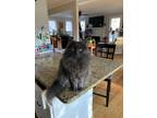 Adopt Chungus a Gray or Blue Domestic Longhair / Mixed (long coat) cat in Cary