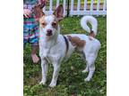 Adopt Kobe Jack a White - with Brown or Chocolate Jack Russell Terrier /