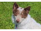 Adopt Zeus a Red/Golden/Orange/Chestnut - with White Australian Shepherd dog in