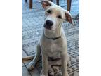 Adopt Barium a Shepherd (Unknown Type) / Mixed dog in Vail, AZ (38369684)