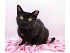 Adopt Fender a All Black Domestic Shorthair / Mixed cat in Muskegon