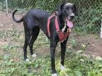 Adopt Juniper a Black - with White Great Dane / Mixed dog in Heber Springs