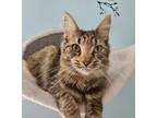 Adopt Foxy a Tortoiseshell Domestic Mediumhair (medium coat) cat in Washburn