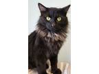 Adopt Aviator a Black (Mostly) Domestic Mediumhair (medium coat) cat in