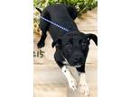 Adopt Meer a Black - with Gray or Silver Labrador Retriever / Mixed dog in