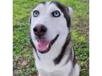Adopt Maya a Black Husky / Mixed dog in Edinburg, TX (38415102)