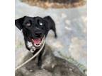 Adopt Velma a Black - with White Mixed Breed (Medium) / Mixed dog in Houston