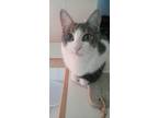 Adopt Justin a White (Mostly) Domestic Shorthair / Mixed (short coat) cat in