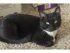 Adopt GIGI a Black & White or Tuxedo Domestic Shorthair (short coat) cat in