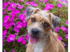 Adopt Amelia a Tan/Yellow/Fawn Jack Russell Terrier dog in Kelowna