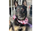 Adopt Harley a Black - with Tan, Yellow or Fawn German Shepherd Dog / Mixed dog