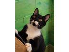 Adopt Lewie a All Black Domestic Shorthair / Domestic Shorthair / Mixed cat in
