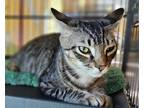 Adopt Snorkel a Brown or Chocolate Domestic Shorthair / Domestic Shorthair /