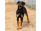 Adopt Julia a Black - with Tan, Yellow or Fawn Beauceron / Mixed dog in Rigaud
