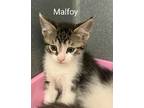 Adopt Malfoy a Brown or Chocolate (Mostly) Domestic Shorthair (short coat) cat