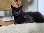 Adopt Wednesday a All Black Bombay (short coat) cat in Xenia, OH (38244887)