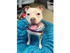 Adopt Sky a Pit Bull Terrier, Mixed Breed