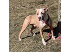 Adopt Reeka a Pit Bull Terrier, Mixed Breed