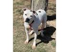 Adopt Ariana a Pit Bull Terrier, Mixed Breed