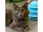 Adopt Libby a Domestic Mediumhair / Mixed (medium coat) cat in South Bend