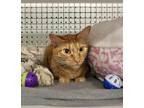 Adopt Corn Flakes a Orange or Red Tabby Domestic Shorthair / Mixed (short coat)