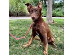 Adopt Bert a Brown/Chocolate Mixed Breed (Medium) / Mixed dog in Moab
