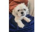 Adopt Sheldon a White - with Tan, Yellow or Fawn Shih Tzu / Mixed dog in Boca