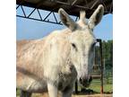 Adopt Romeo a Donkey/Mule/Burro/Hinny / Mixed horse in Hohenwald, TN (38414804)