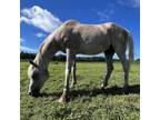 Adopt Lullabye a Arabian / Mixed horse in Hohenwald, TN (38294639)