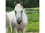Adopt Bella a Arabian / Mixed horse in Hohenwald, TN (38294635)