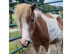 Adopt Cookie a Miniature / Mixed horse in Hohenwald, TN (38277117)