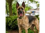 Adopt Kaia a German Shepherd Dog