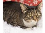 Adopt Tabitha a Domestic Short Hair