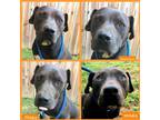 Adopt Tonka a Black Pit Bull Terrier dog in Ola, AR (38204796)