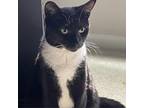Adopt Whiskers a All Black Domestic Shorthair / Mixed cat in Mocksville