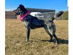 Adopt CiCi a Australian Cattle Dog / Blue Heeler, Border Collie