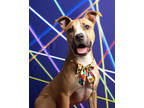 Adopt Lewis IV (foster) a Tan/Yellow/Fawn Shepherd (Unknown Type) / Mixed dog in