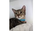 Adopt Havarti a Domestic Shorthair / Mixed (short coat) cat in Richland Hills