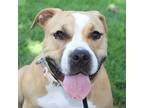 Adopt Carnation a White - with Tan, Yellow or Fawn Staffordshire Bull Terrier /