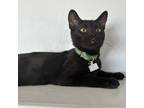 Adopt Zack a All Black Domestic Shorthair / Mixed cat in Brawley, CA (38417380)