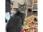 Adopt Della a Domestic Medium Hair