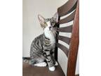 Adopt TIPPYTOES a Tiger Striped Tabby (medium coat) cat in Lincoln